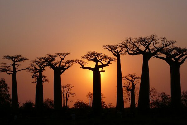 Silhouettes de baobabs sur fond de coucher de soleil