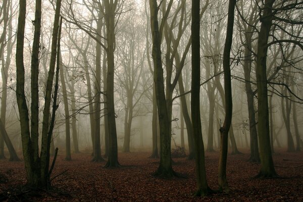 Troncs d arbres forestiers dans le brouillard