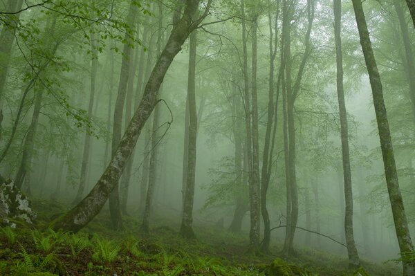 Nebbia nella foresta. Foresta fitta