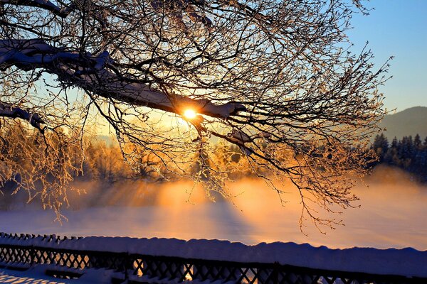 Ramo di un albero in inverno contro il sole