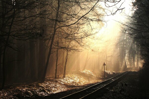 Schienen im Wald unter Sonnenstrahlen