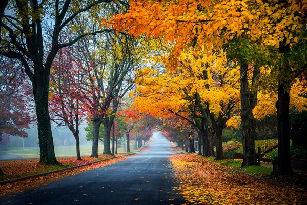 Automne dans le parc, la route parsemée de feuilles colorées