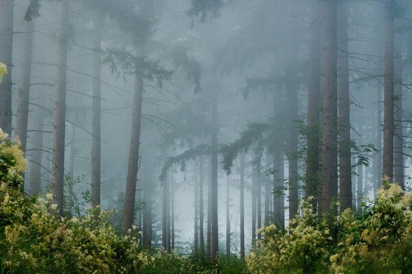 Photo d arbres dans la forêt dans le brouillard