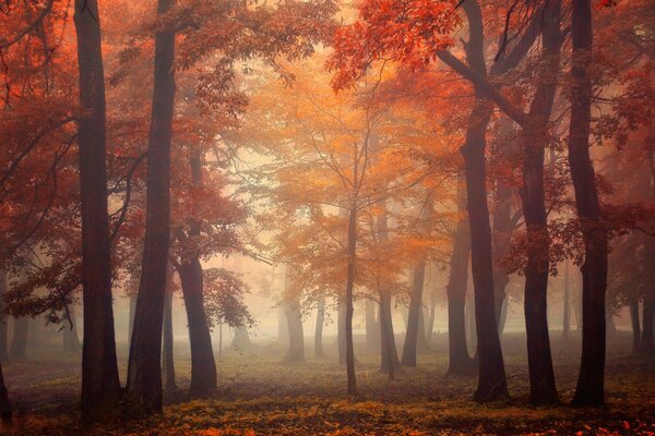 Forêt de fées d automne couverte de brouillard