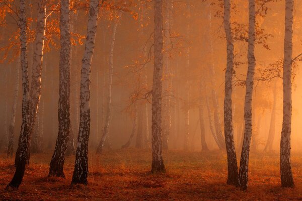 Le matin, tout dans le brouillard est si beau