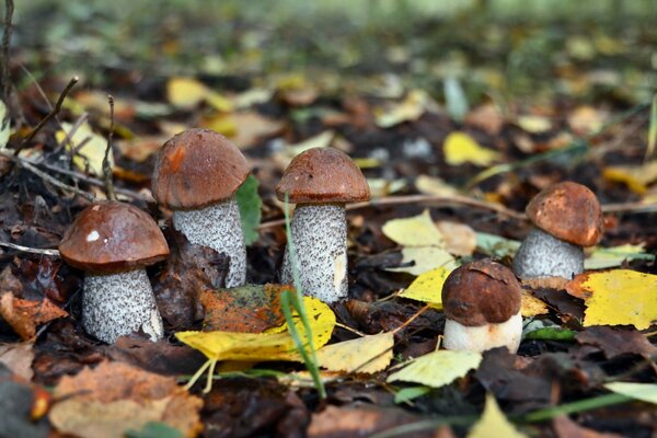 Mushrooms grow in the autumn forest