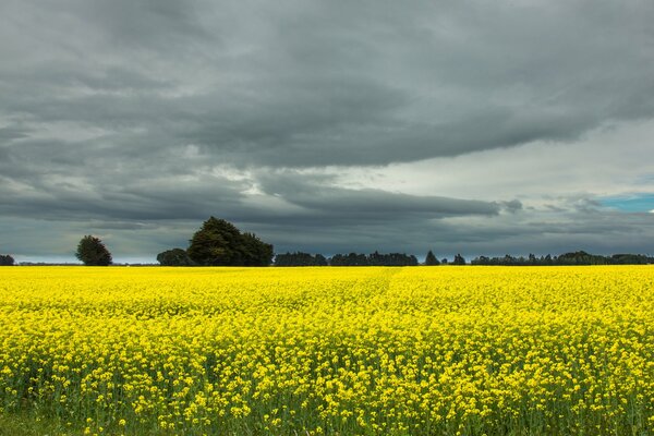 A field of yellow flowers in inclement weather