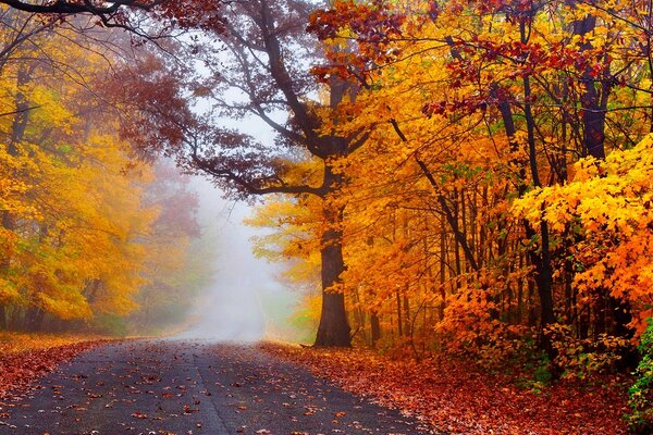 El camino en medio del colorido bosque otoñal se adentra en una distancia brumosa