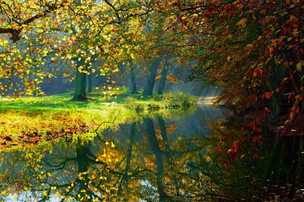 Summer lake in the forest with trees