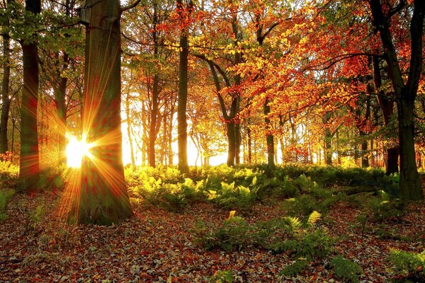 Bosque de otoño y sol brillante