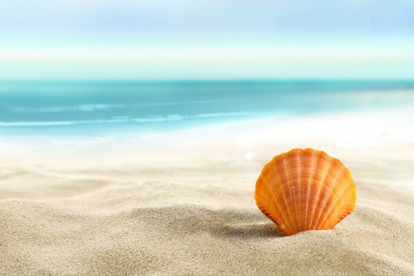 Orange shell on the seashore