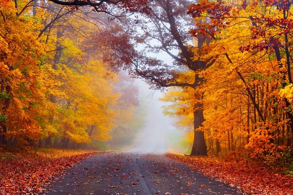 Strada attraverso la foresta autunnale, natura