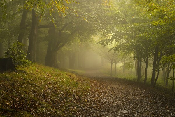 La niebla que desciende sobre el bosque de otoño