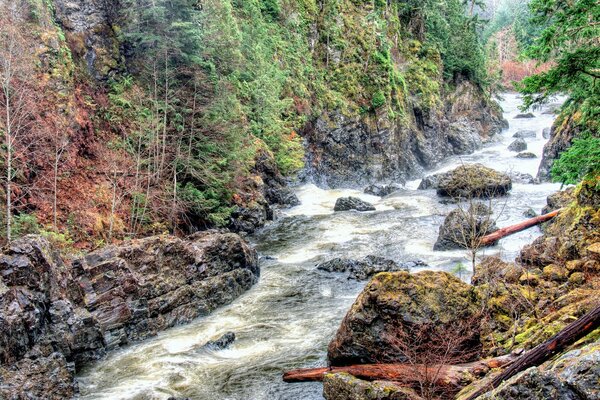 Rivière orageuse de montagne et arbres