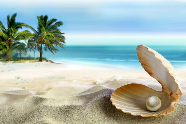 Perle dans la coquille sur la plage tropicale
