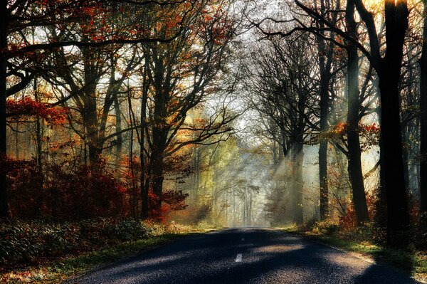 Carretera forestal a ninguna parte