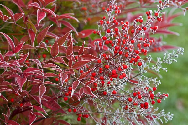 Macro image of autumn red leaves and berries covered with frost