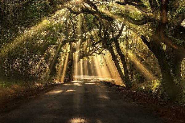 Les rayons de lumière traversent les arbres