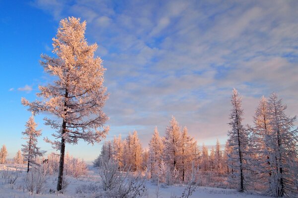 Winterlandschaft - Bäume im Frost