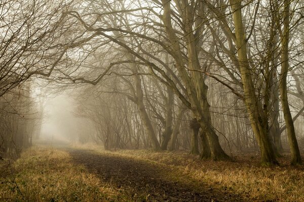 Sentier à travers le brouillard menant à travers le bosquet