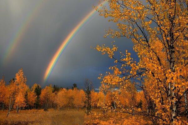 Regenbogen auf goldenem Herbsthintergrund