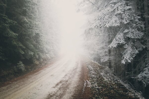 Route de la forêt de la nature avec de la neige dans le brouillard