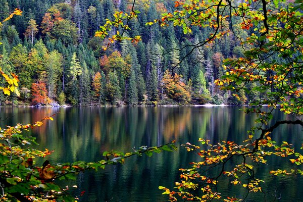 Paisaje brillante árboles junto al río