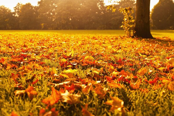 Otoño dorado. Hojas de naranja en la hierba