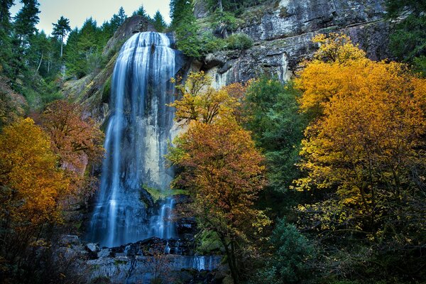 Der Fall ist herbstlich. Goldene Bäume