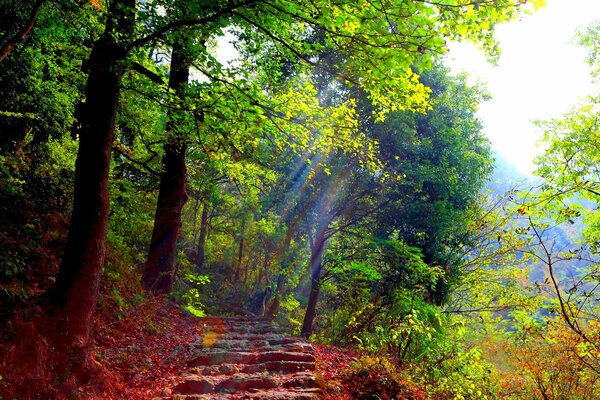 Sentier avec des Marches dans la forêt verte