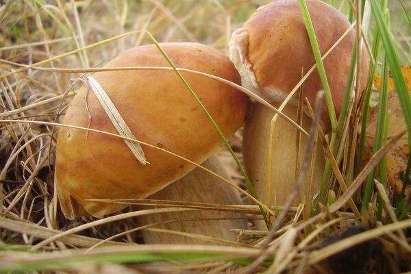 Setas porcini en hierba alta