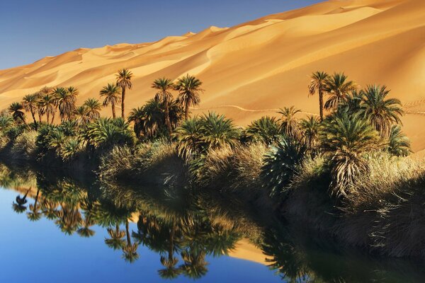 Une oasis paradisiaque au milieu du sable