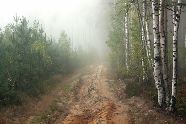 Route dans le bosquet matin brumeux