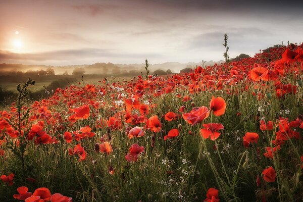 The dawn rays pass through the poppy field