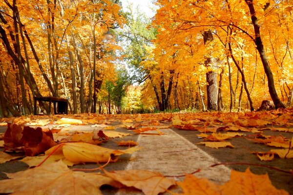 Comienza la caída de hojas en el parque de otoño