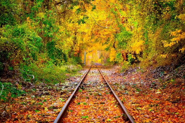 Rieles a través del bosque de otoño, paisaje