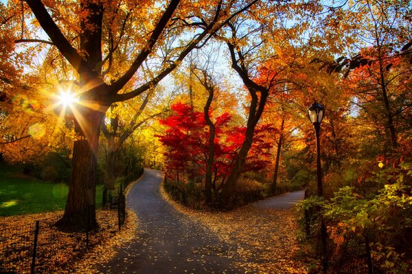 Puesta de sol colorida en el parque de otoño