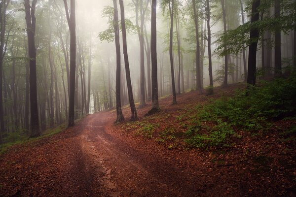 Straße am frühen Morgen im Wald