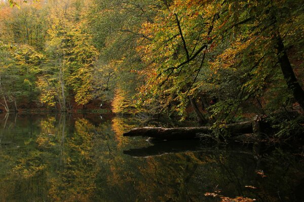 Herbstwald und See in der Türkei