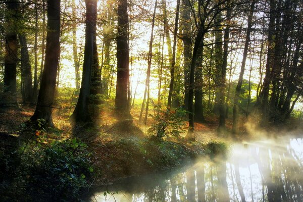 Matin dans la forêt brumeuse