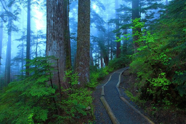 A path in the park in the middle of a foggy forest