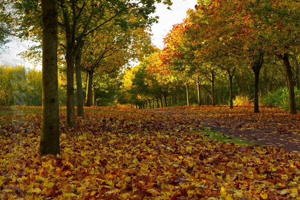 Arbres larges plantés dans l allée