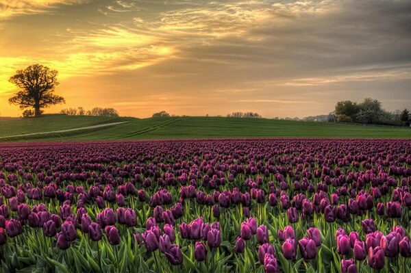 Sunset on the background of Danish tulips
