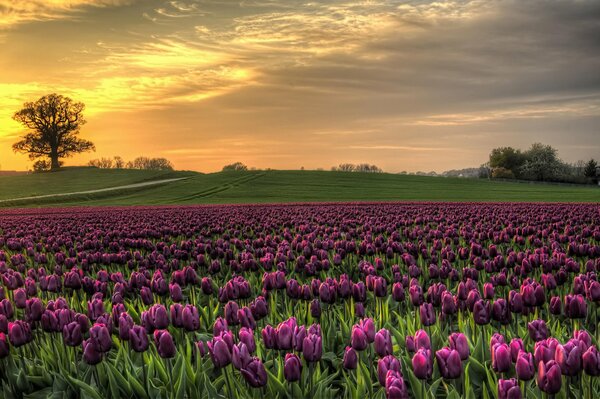 Tramonto sullo sfondo dei tulipani danesi