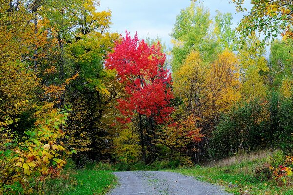 Autumn road for leisurely walks