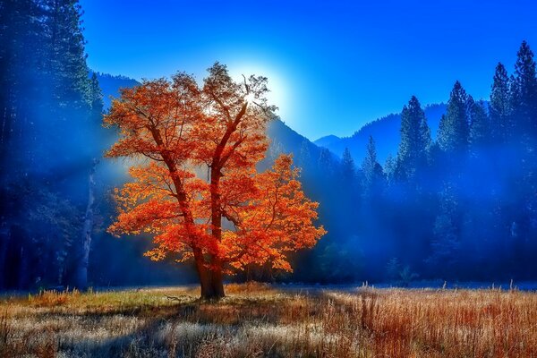 Orangefarbener Baum auf dem Hintergrund des blauen Waldes und der Berge