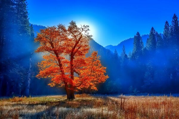 Árbol naranja contra el bosque azul y las montañas