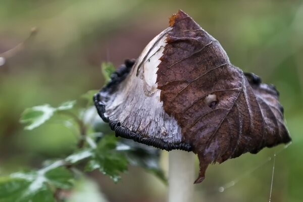 Pilz und Blatt im Herbstwald