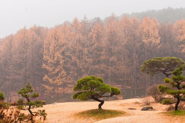 Autumn Japanese pine trees in the fog