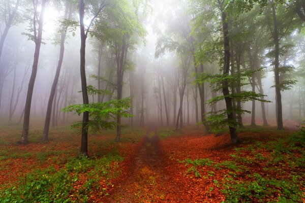 Strada attraverso la nebbia nella foresta autunnale